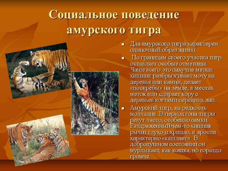 Социальное поведение  амурского тигра Для амурского тигра характерен одиночный образ жизни.  По